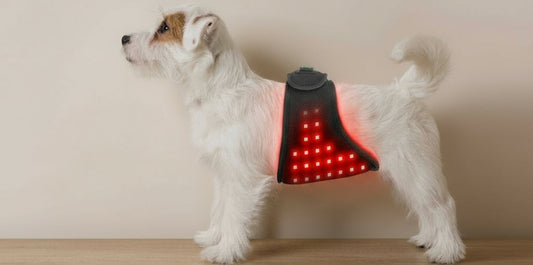 Dog wearing an Infrared Therapy Belt on a plain background