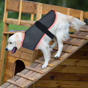 Golden retriever wearing a black and red Wireless Infrared Therapy Vest Max for dogs, standing on a wooden ramp outdoors