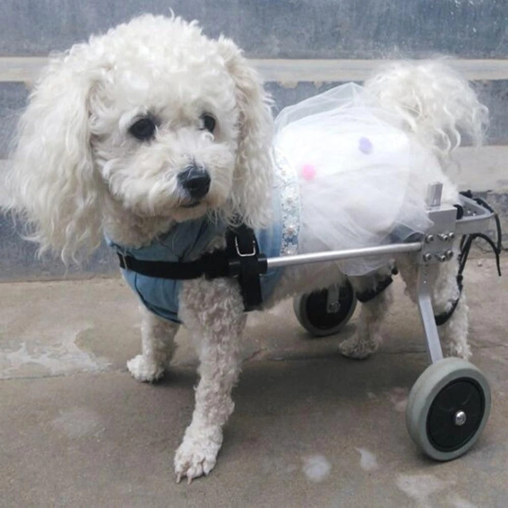 White dog using a wheelchair with a transparent background