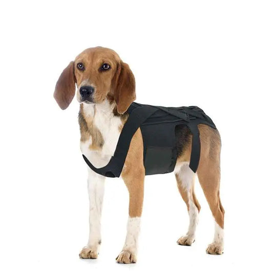 Dog wearing Dog Back Support Harness - IVDD on white background