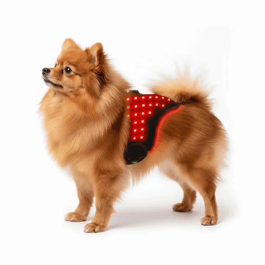 Dog wearing an Infrared Therapy Belt for Toy Breeds (1-3kg) on white background