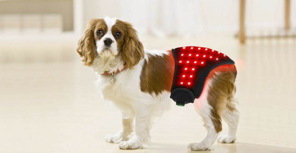 Dog wearing an Infrared Therapy Belt on a light wooden floor.