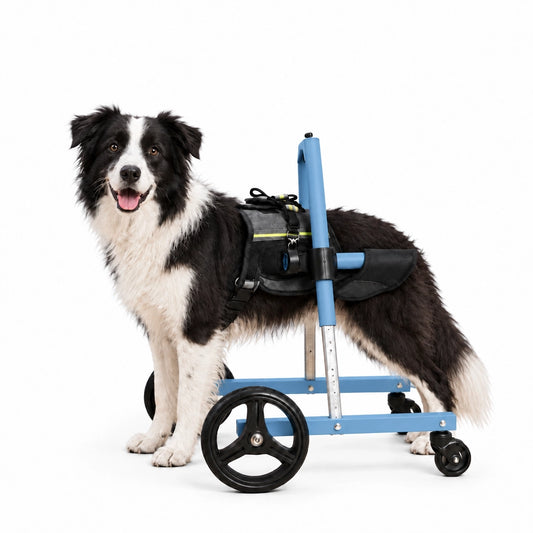 Border Collie standing on all four legs wearing the FrontRise Pro front-leg wheelchair with a matte blue frame, three-quarter front view on a white background.