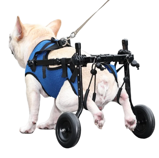 Dog wearing Loyal Stride Cart wheelchair with blue harness on white background