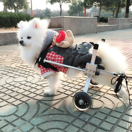 Dog Wheelchair Buying Guide