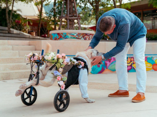 Restoring Freedom with a Dog Wheelchair