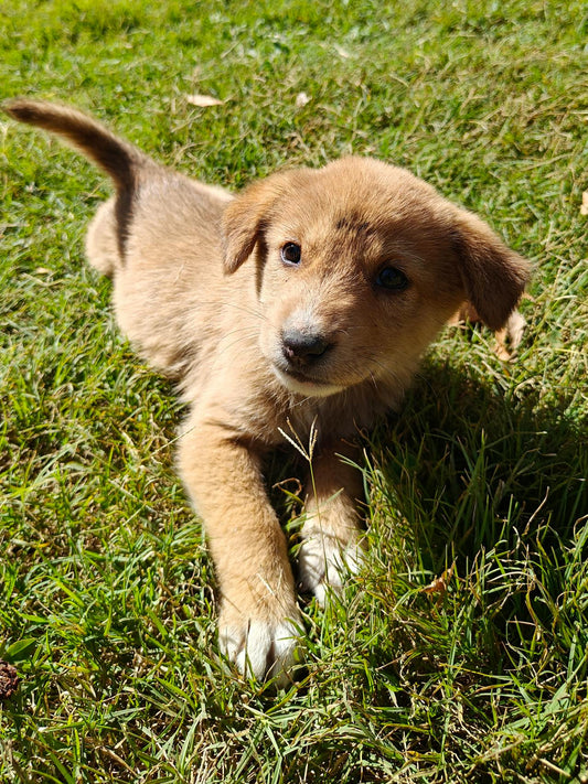 First Year With Puppies