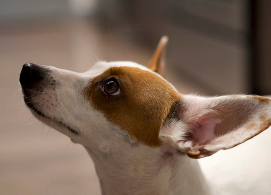What Your Dog Hears