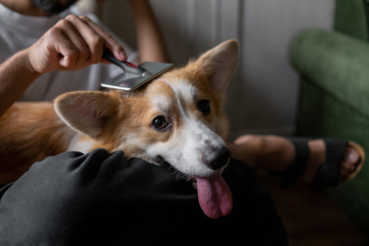 Your Dog's Skin Care