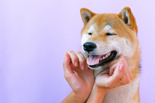 Healthy Teeth, Happy Dog