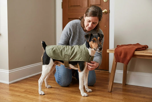 Seasonal Dog Clothing Guide