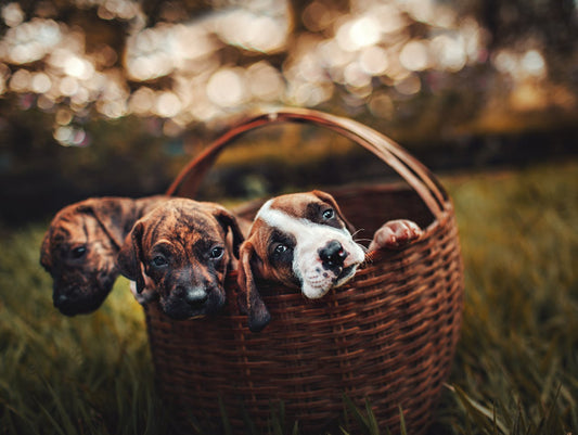 First Year With Puppies