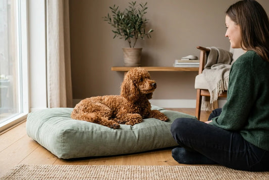 The Science of Dog Comfort