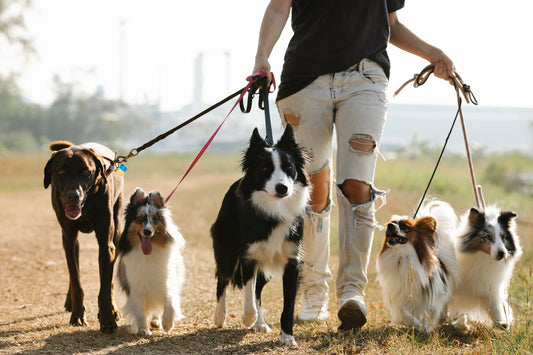 Walks That Strengthen Bond
