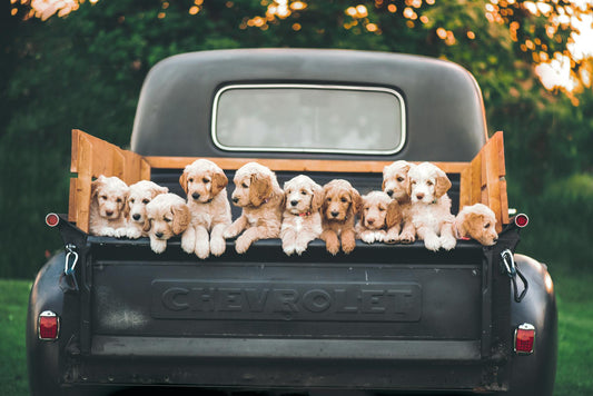 Raising a Happy Puppy 