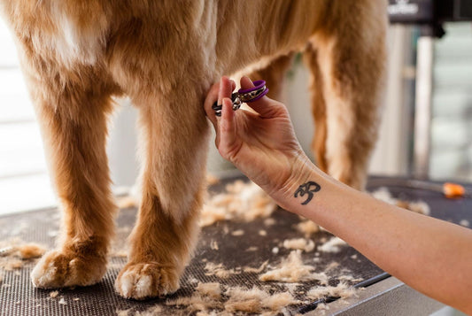 Clean Dog, Calm Mind