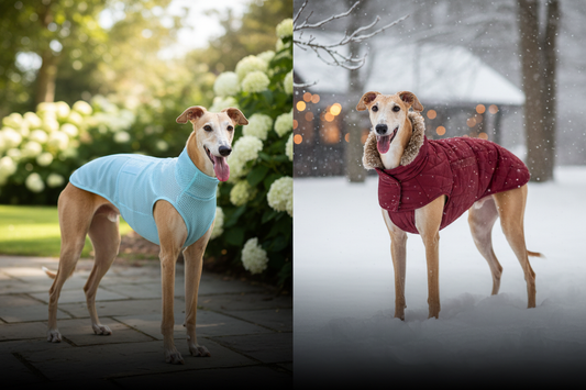 The Science of Dog Comfort