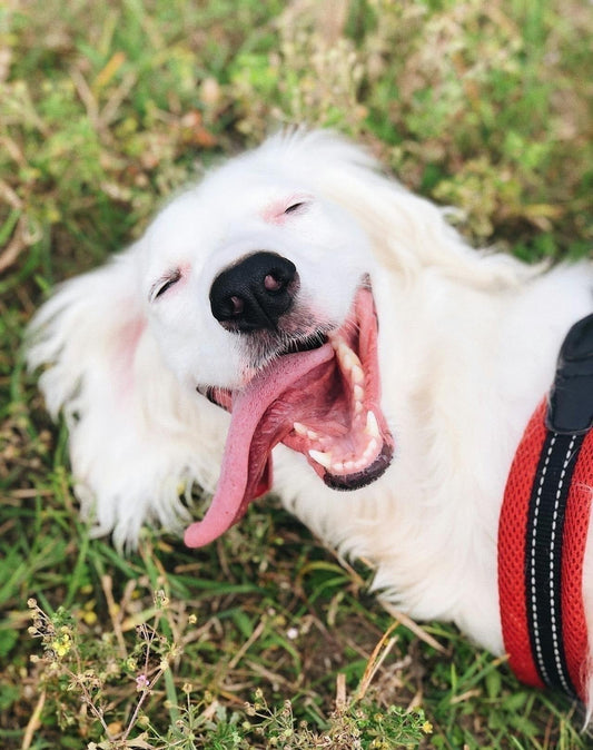 Healthy Teeth, Happy Dog