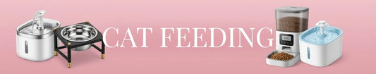 Cat Feeding