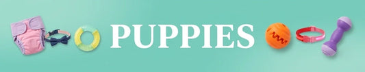 Puppy essentials including a collar, brush, toy bone, and blanket on a soft green background, labeled PUPPIES.