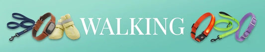 Dog walking accessories including leashes, harnesses, and collars on a mint background, labeled WALKING.