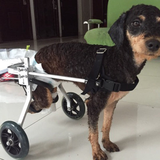 Dog using a wheelchair indoors on a tiled floor