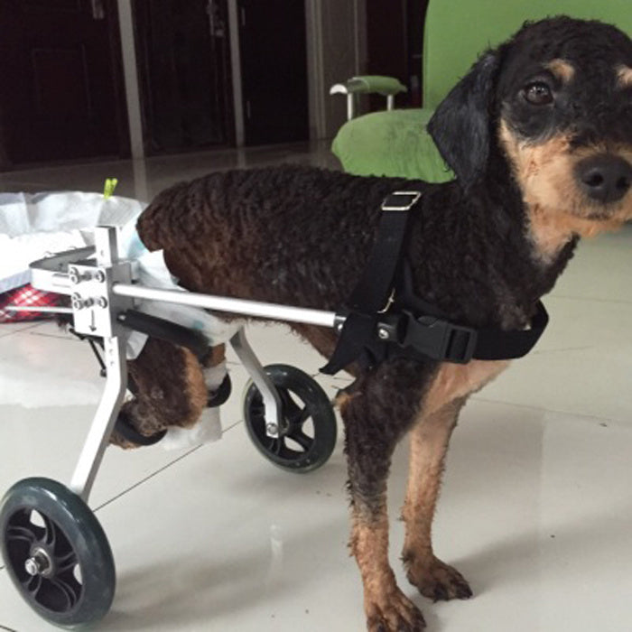 Dog using a wheelchair indoors on a tiled floor