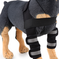 Dog Knee Brace and Leg Protector for Injury Recovery