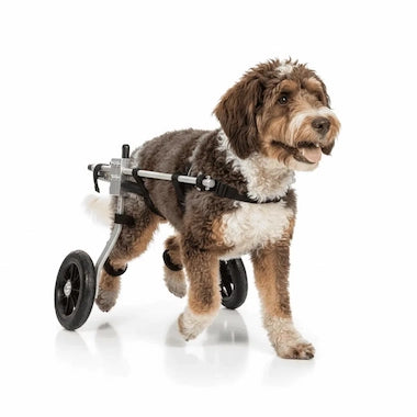 Dog using a Canine Mobility Pro Wheelchair on a white background