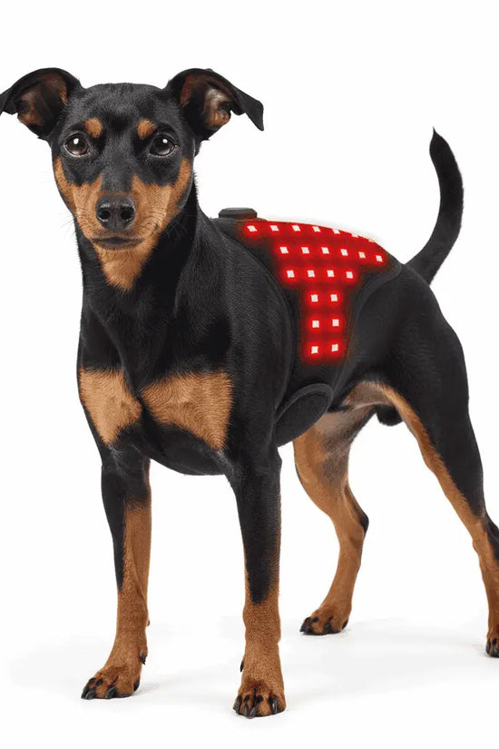 Infrared Therapy Belt for Toy Breeds (1-3kg) on white background