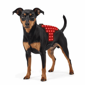 Infrared Therapy Belt for Toy Breeds (1-3kg) on white background