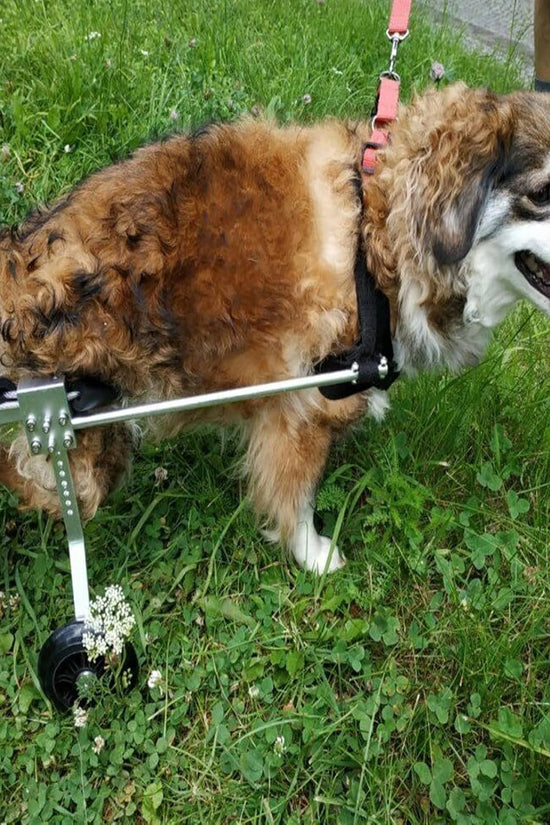 Nano Stride Cart – Hind-Leg Wheelchair for Small Dogs