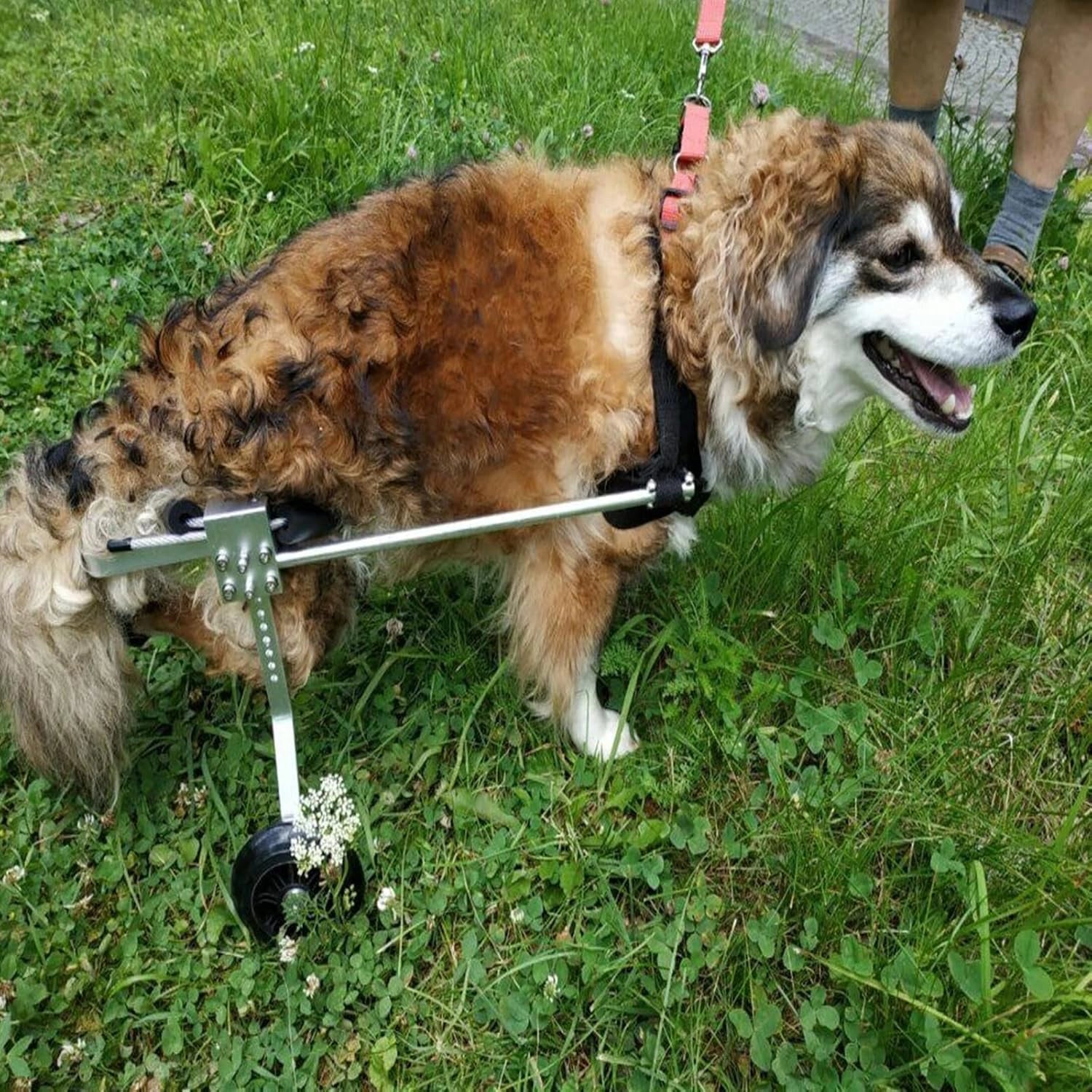 Nano Stride Cart – Hind-Leg Wheelchair for Small Dogs