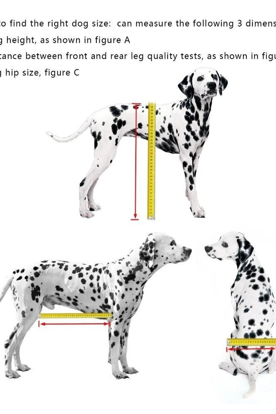 Instructions on measuring a dog's size with measurements shown on a Dalmatian.