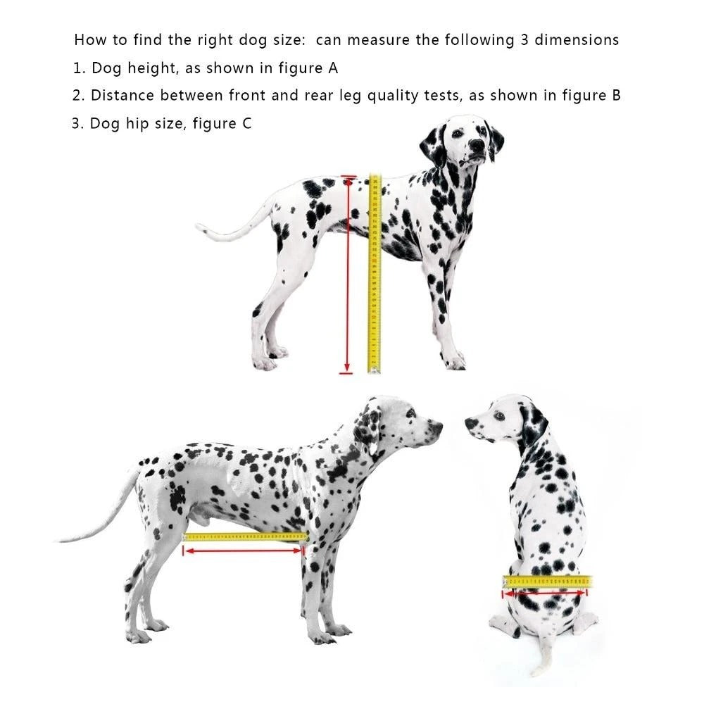 Instructions on measuring a dog's size with measurements shown on a Dalmatian.