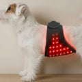 Dog wearing an Infrared Therapy Belt on a plain background