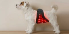 Infrared Therapy Belt for Dogs
