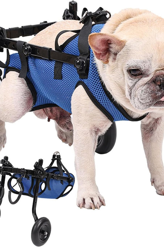 Loyal Stride Cart – Dog Wheelchair for Small to Medium Dogs