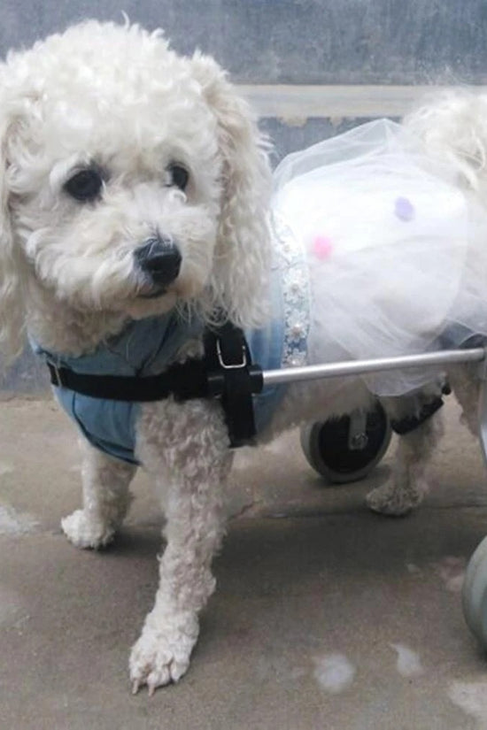 White dog using a wheelchair with a transparent background