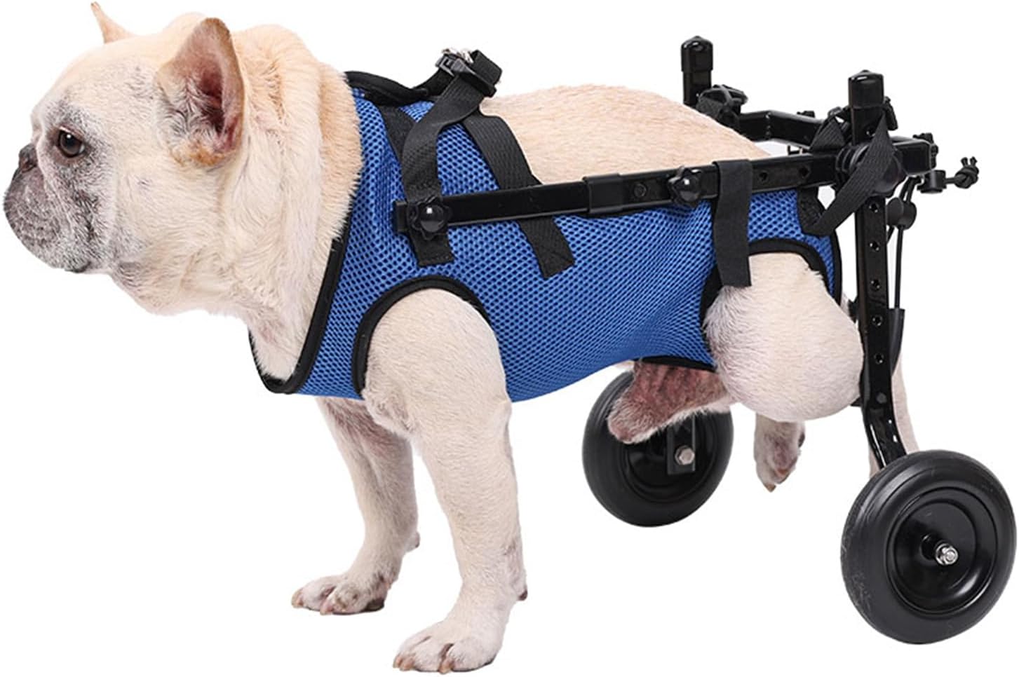 Loyal Stride Cart – Dog Wheelchair for Small to Medium Dogs