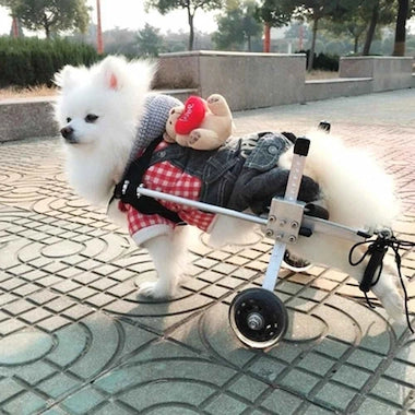 Small white dog in a Canine Mobility Pro Wheelchair with a teddy bear plush toy on a paved walkway.