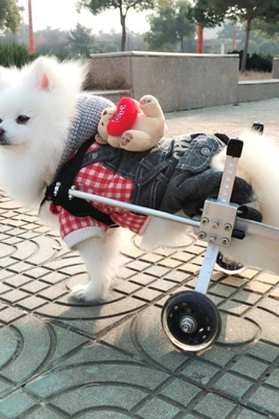 Small white dog in a wheelchair with a teddy bear plush toy on a paved walkway.