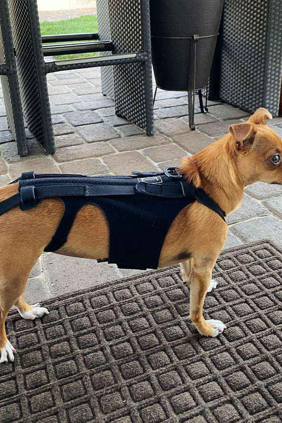 Small dog wearing Dog wearing Dog Back Support Harness - IVDD 