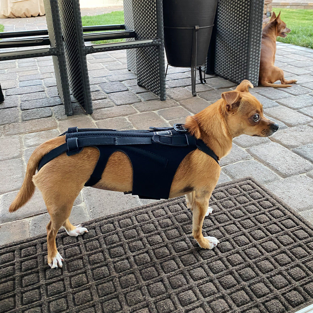 Small dog with IVDD using therapeutic back support harness for walking