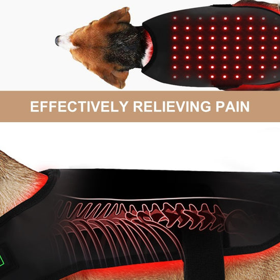Dog wearing a Infrared therapy vest for medium dogs text 'Effectively Relieving Pain' on a white background.