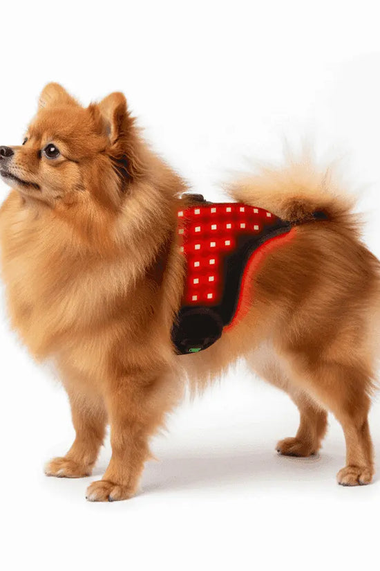 Dog wearing an Infrared Therapy Belt for Toy Breeds (1-3kg) on white background
