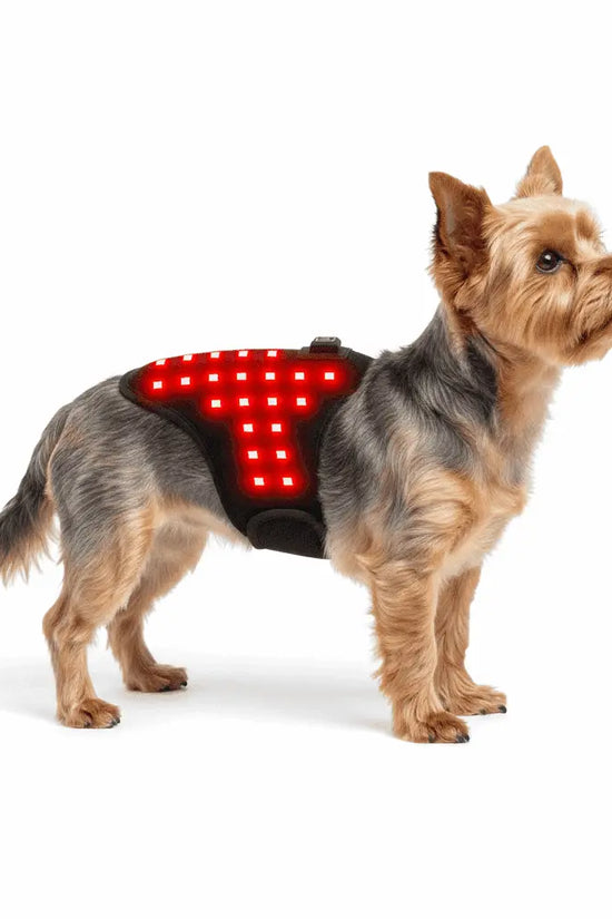 Small dog wearing a Infrared Therapy Belt for Toy Breeds (1-3kg) on a white background