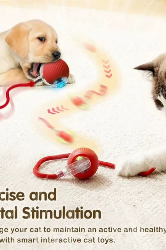 Dog and cat playing with an Auto-Roll Interactive Pet Ball on a light background