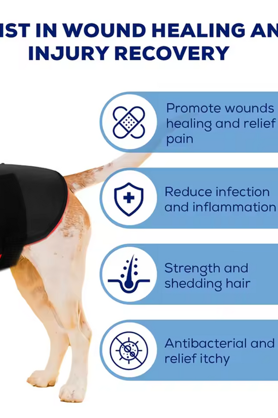 Dog wearing an Infrared therapy vest for medium dogs with text on wound healing and injury recovery benefits.