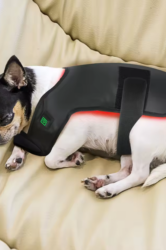 Small dog wearing an Infrared therapy vest for medium dogs on a beige couch